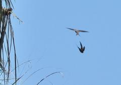 Cypsiurus parvus laemostigma