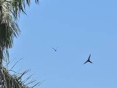 Cypsiurus parvus laemostigma