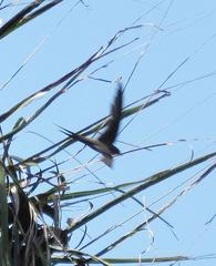 Cypsiurus parvus laemostigma