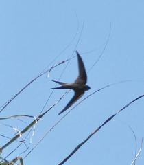 Cypsiurus parvus laemostigma