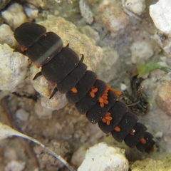 Parasitiformes