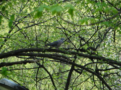 Columba palumbus