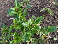 Barbarea vulgaris