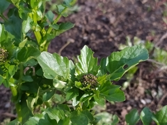 Barbarea vulgaris