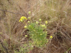 Euryops subcarnosus