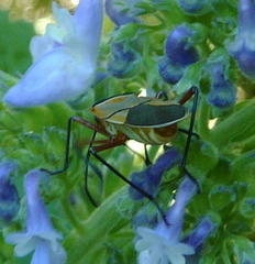 Dysdercus nigrofasciatus
