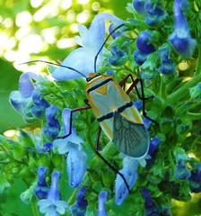 Dysdercus nigrofasciatus