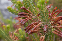 Erica thomae thomae