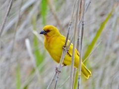 Ploceus subaureus subaureus