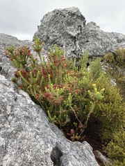 Erica thomae thomae