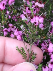Erica umbellata