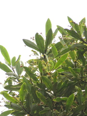 Drimys granadensis