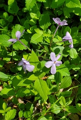 Phlox stolonifera
