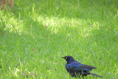 Lamprotornis purpuroptera