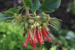 Iochroma coccineum