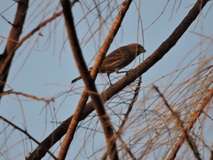 Haemorhous mexicanus