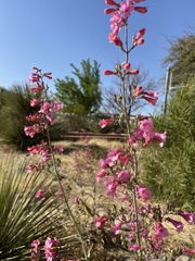 Penstemon parryi
