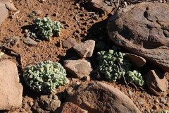 Crassula deltoidea