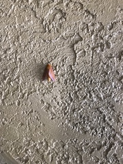 Anisota virginiensis