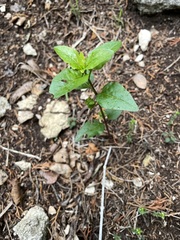 Mirabilis linearis decipiens