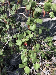 Ribes roezlii roezlii