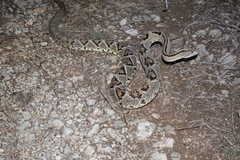 Crotalus tzabcan