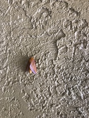 Anisota virginiensis