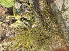 Ephedra americana
