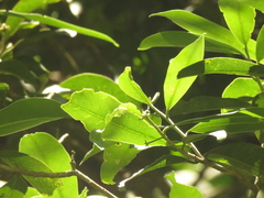 Daphnopsis caracasana