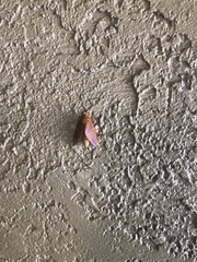 Anisota virginiensis