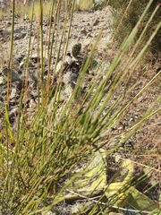 Ephedra americana