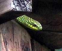 Dispholidus typus typus