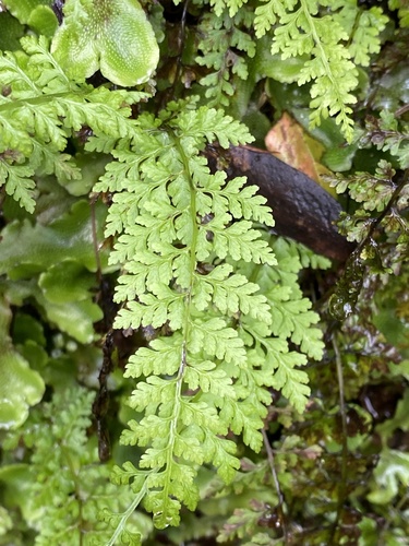 Cystopteris diaphana image