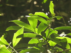 Daphnopsis caracasana