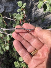 Ribes roezlii roezlii