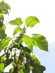 Verbesina arborea