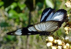 Hypolimnas anthedon wahlbergi