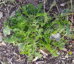 Tripleurospermum inodorum
