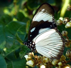 Hypolimnas anthedon wahlbergi