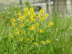 Barbarea vulgaris