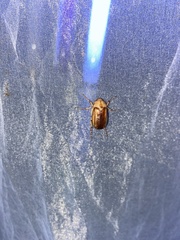 Rhizotrogus aestivus