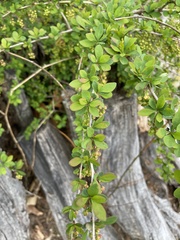 Berberis × ottawensis
