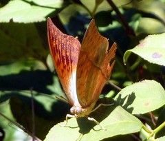 Charaxes varanes varanes