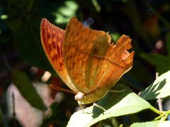 Charaxes varanes varanes