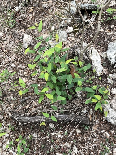 Image of Desmodium psilophyllum by no rights reserved