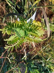 Clianthus puniceus