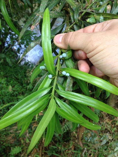 Podocarpaceae image