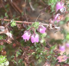 Erica planifolia
