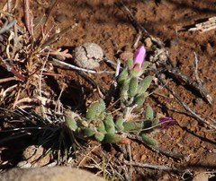 Trichodiadema setuliferum