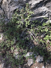 Ribes roezlii roezlii